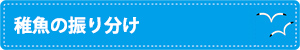 稚魚の振り分け